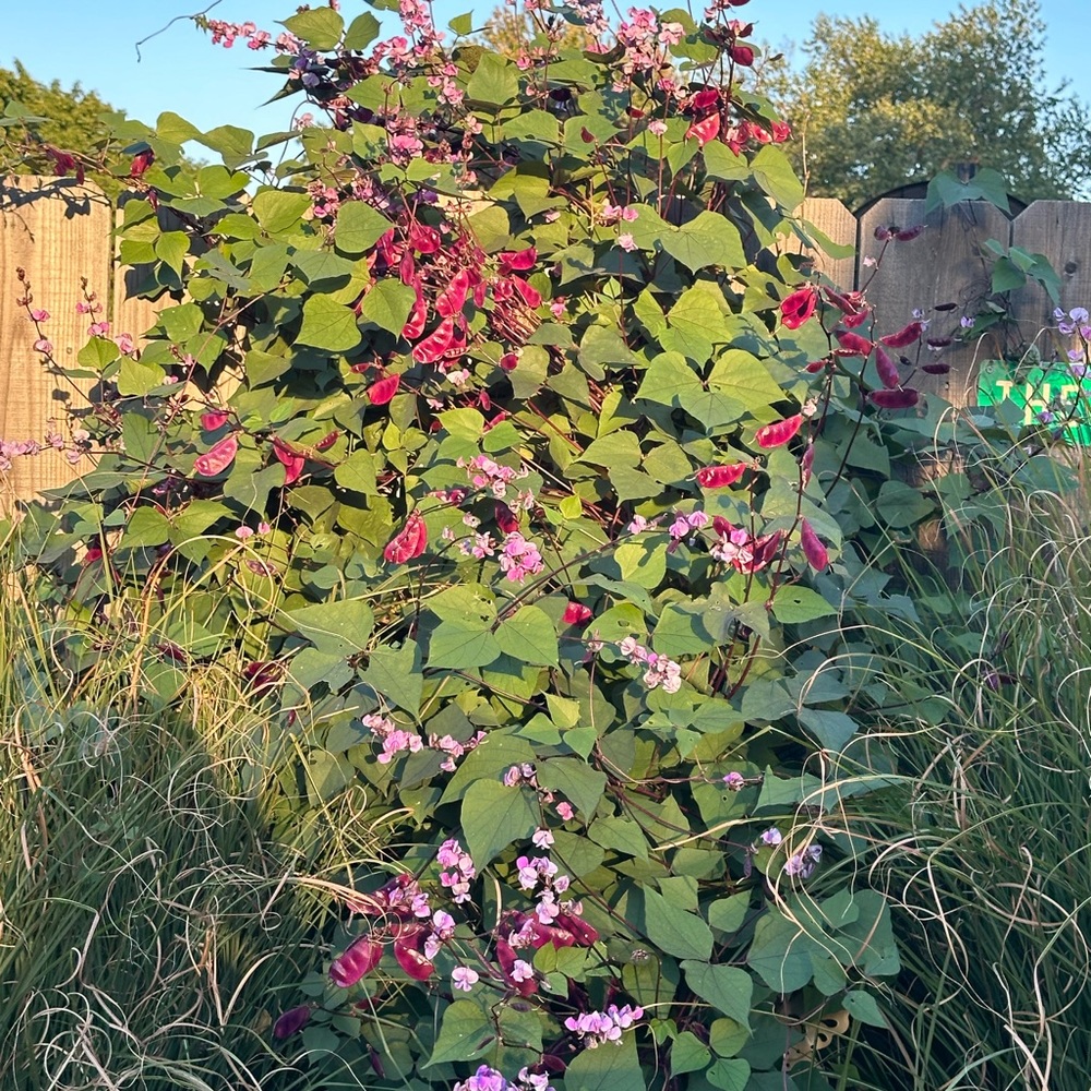 Hyacinth Bean Seeds (15 seeds per order) for spring planting! So easy to grow!